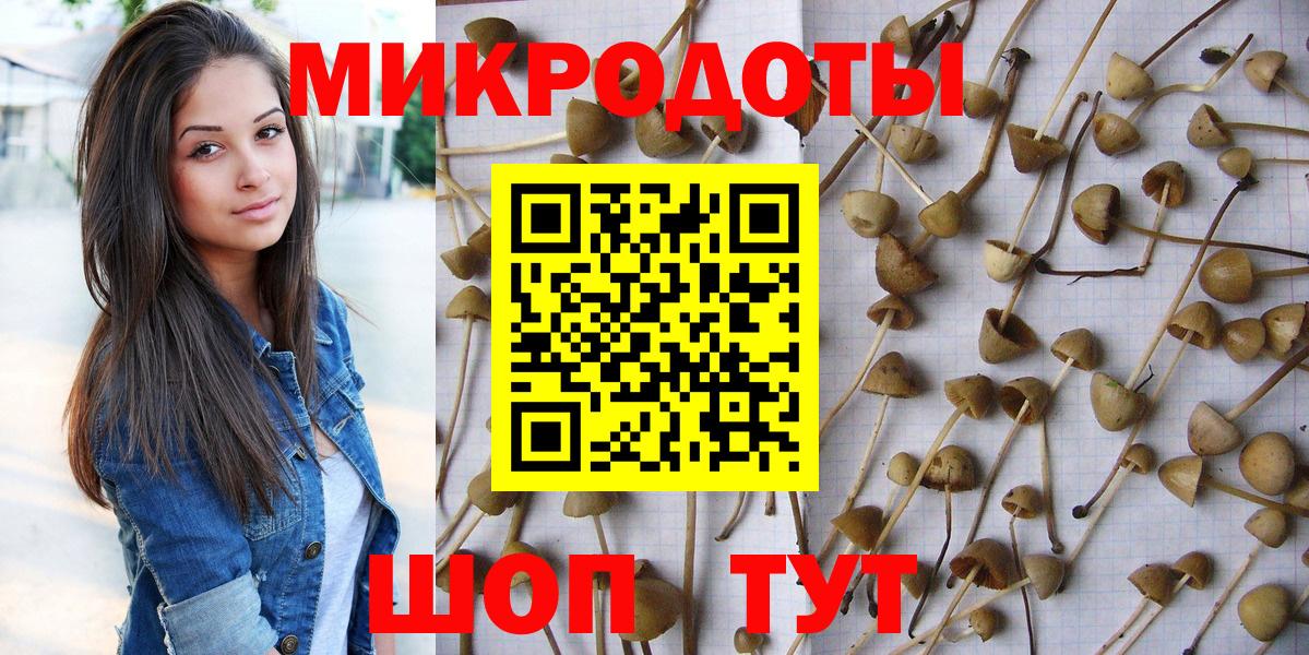 Псилоцибиновые грибы Psilocybe Минеральные Воды